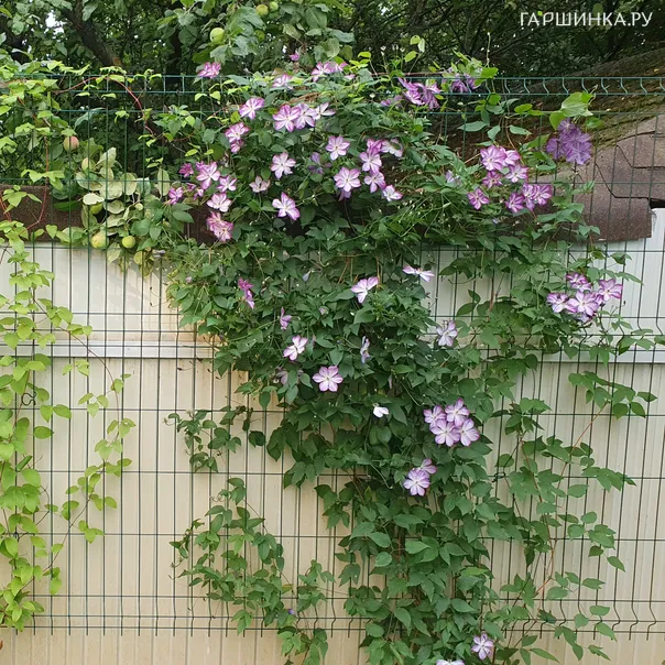 превью изображения отзыва