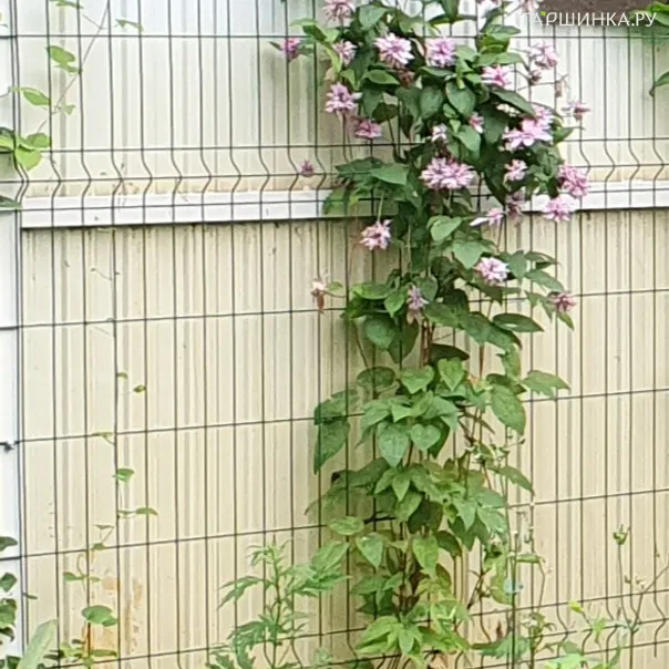 превью изображения отзыва