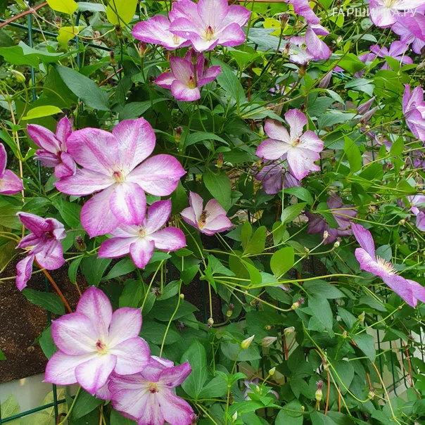 превью изображения отзыва