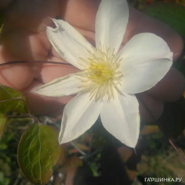 превью изображения отзыва