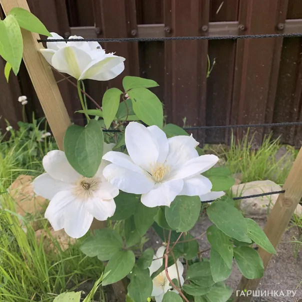 превью изображения отзыва