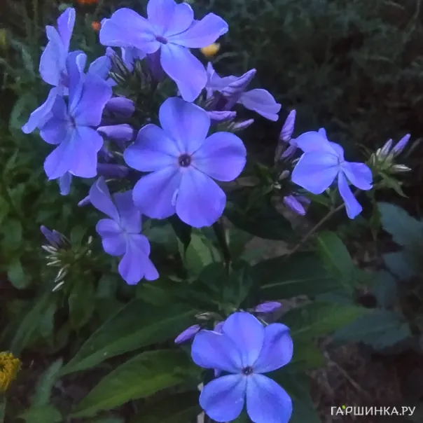 превью изображения отзыва