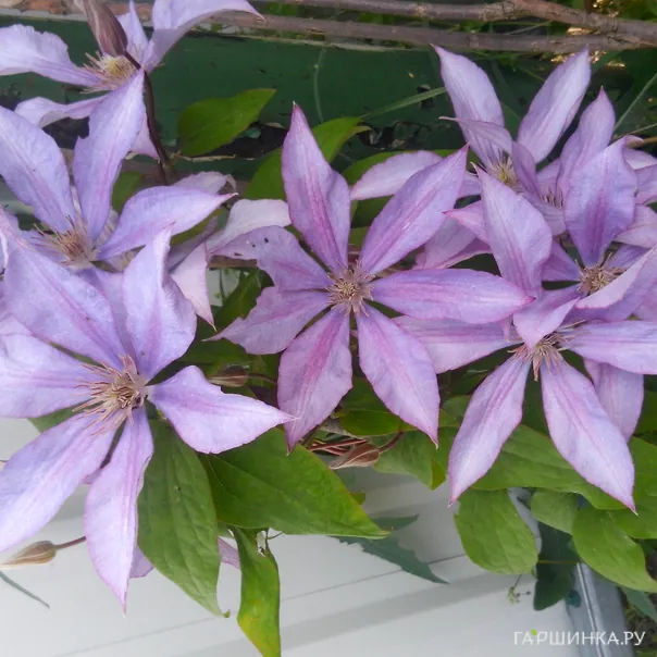 превью изображения отзыва