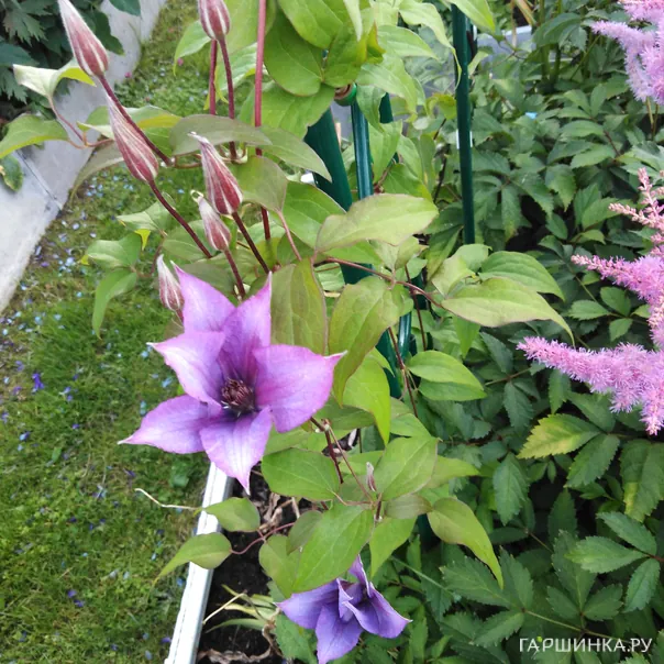 превью изображения отзыва