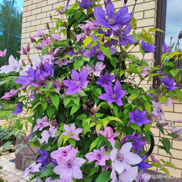 превью изображения отзыва