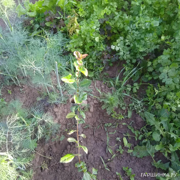 превью изображения отзыва