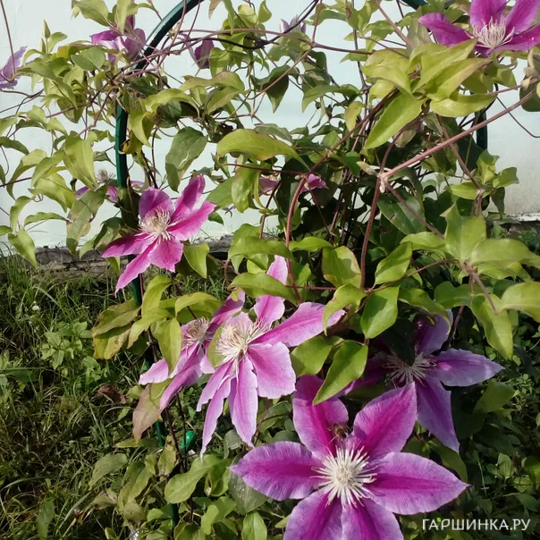 превью изображения отзыва