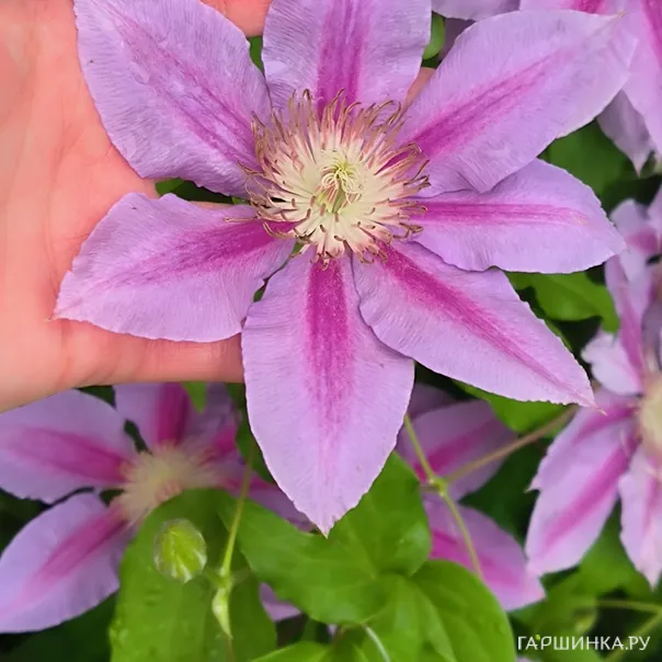 превью изображения отзыва