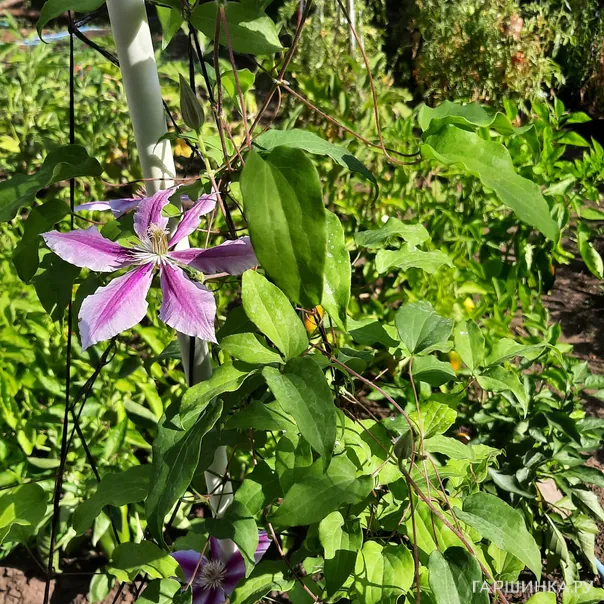 превью изображения отзыва