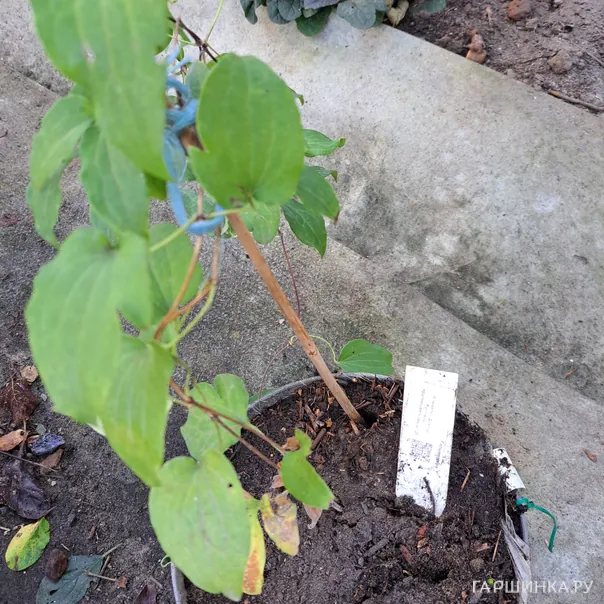 превью изображения отзыва