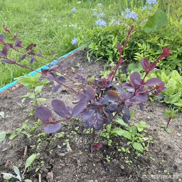 превью изображения отзыва