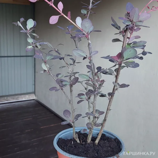 превью изображения отзыва