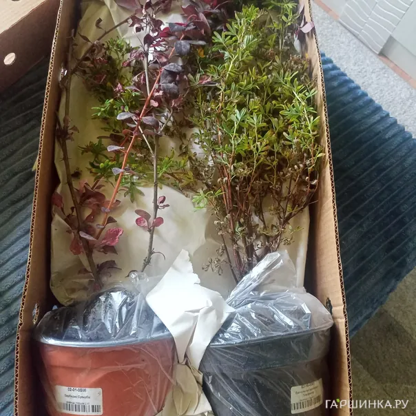 превью изображения отзыва