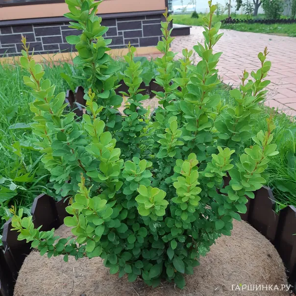 превью изображения отзыва