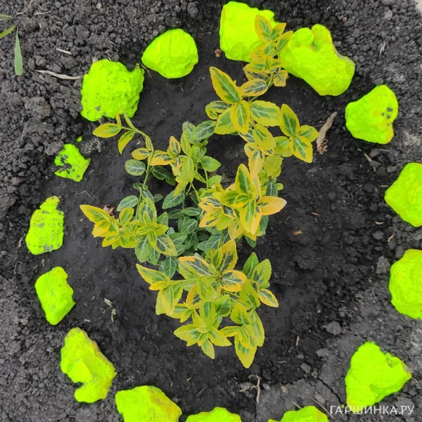 превью изображения отзыва