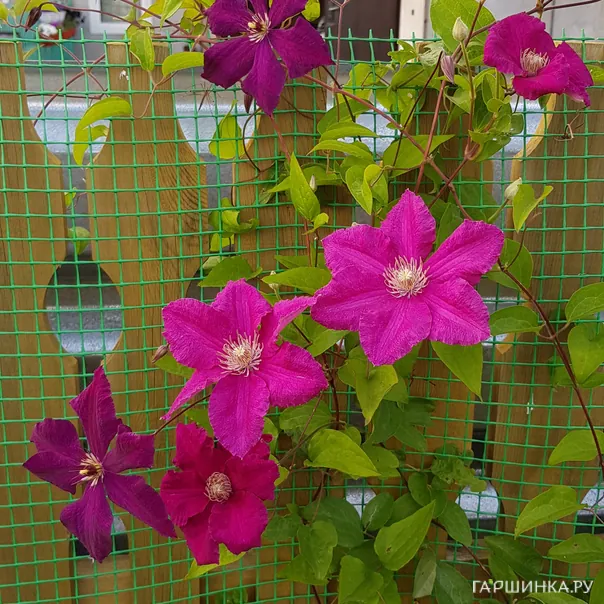 превью изображения отзыва