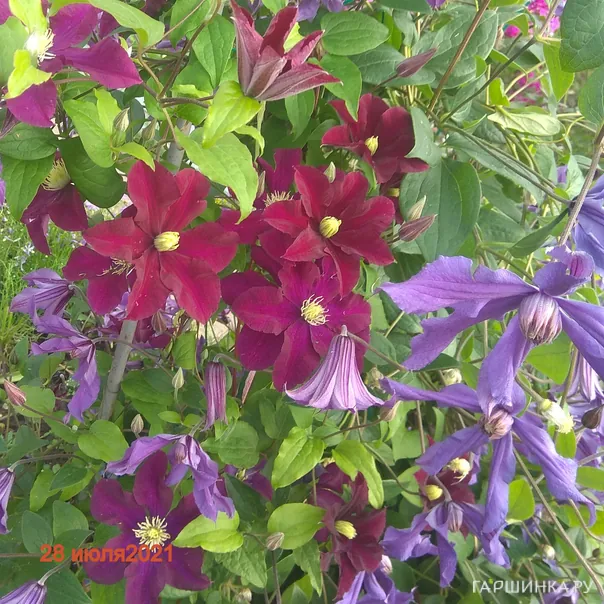 превью изображения отзыва