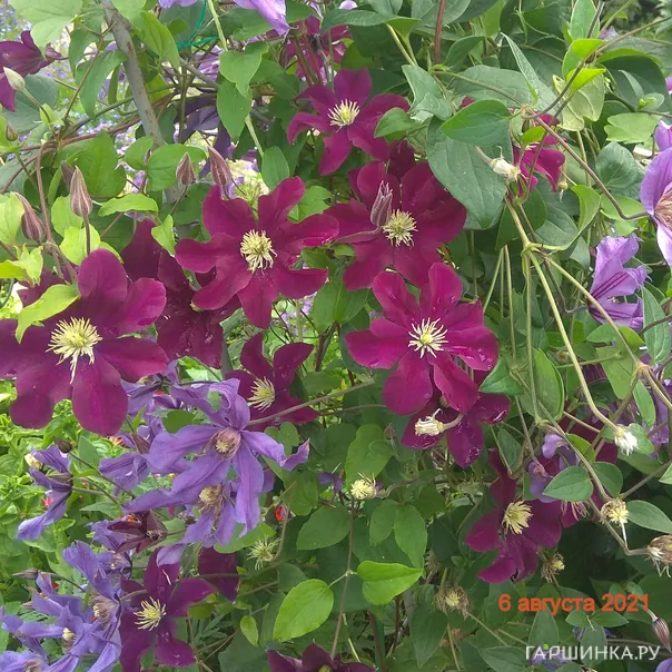 превью изображения отзыва