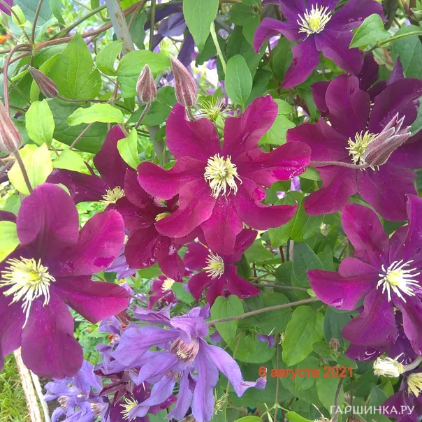 превью изображения отзыва