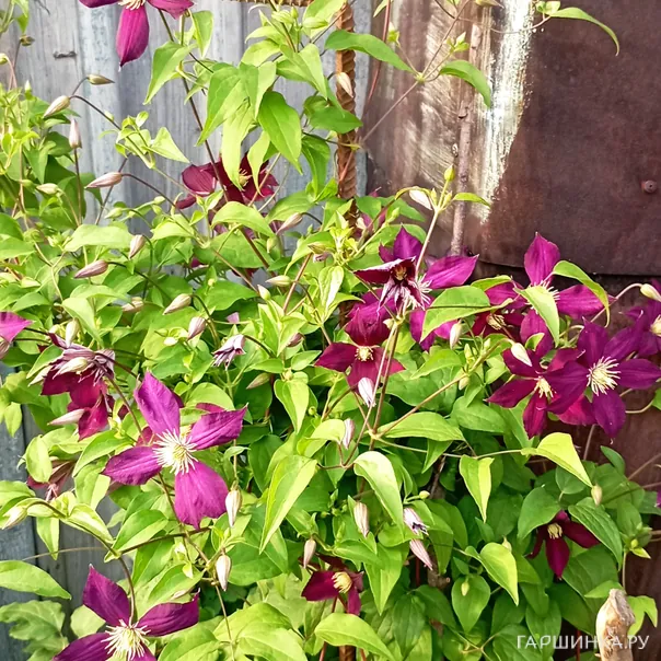 превью изображения отзыва