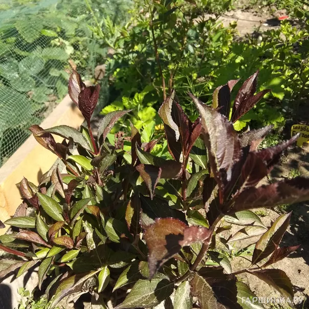 превью изображения отзыва