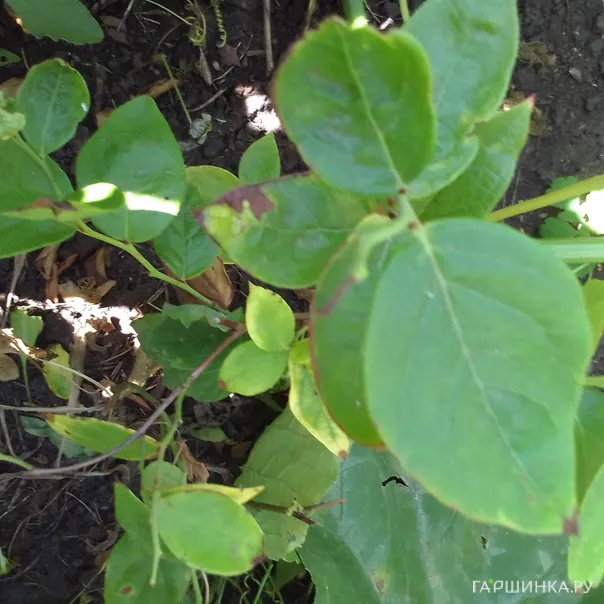 превью изображения отзыва