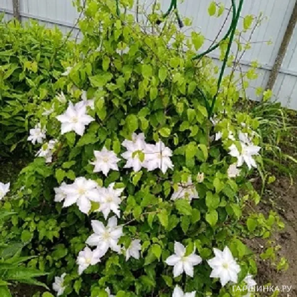 превью изображения отзыва