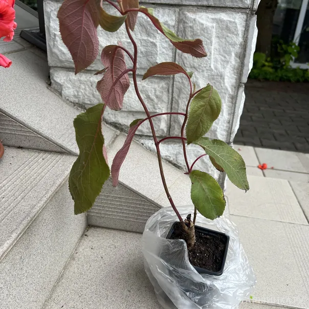 превью изображения отзыва