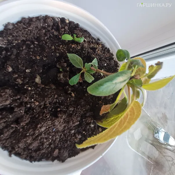 превью изображения отзыва