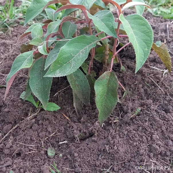 превью изображения отзыва