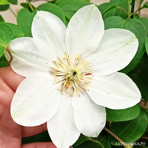 превью изображения отзыва