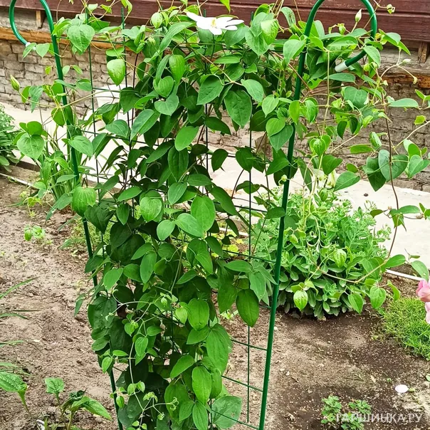 превью изображения отзыва