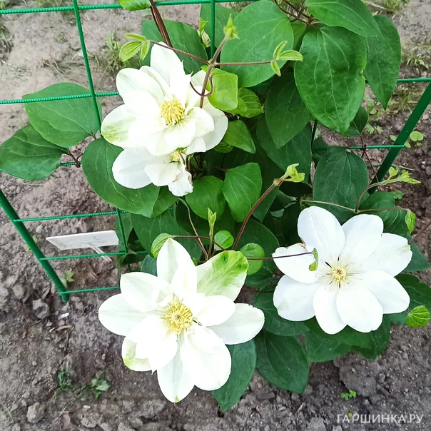 превью изображения отзыва