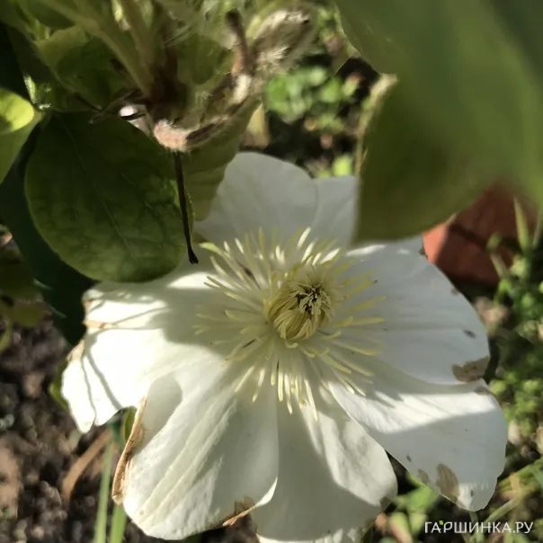 превью изображения отзыва