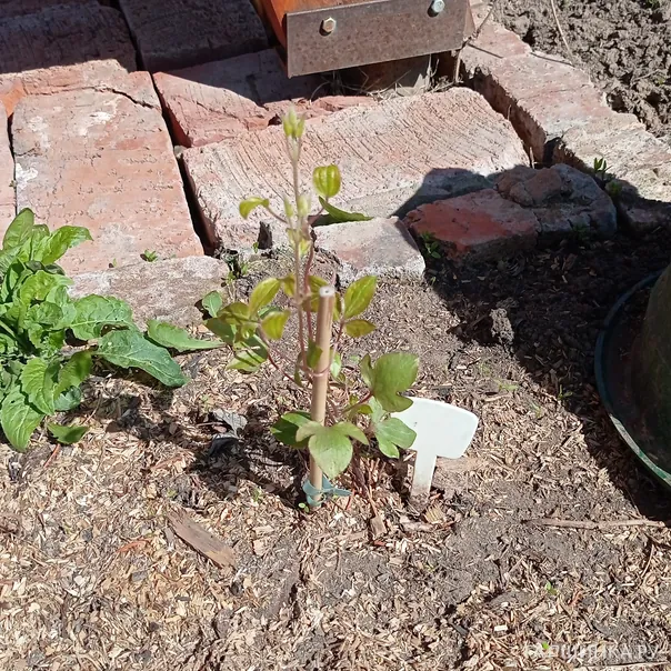 превью изображения отзыва