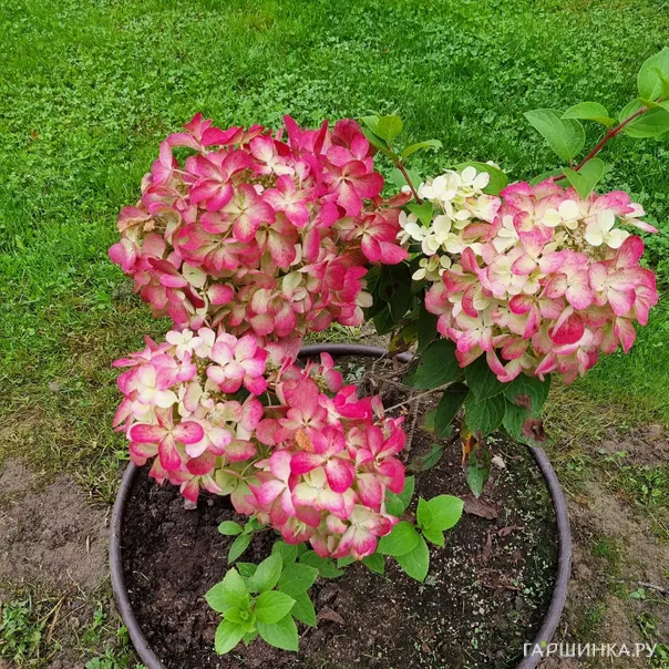 превью изображения отзыва