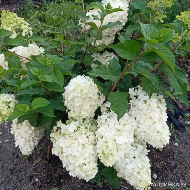 превью изображения отзыва