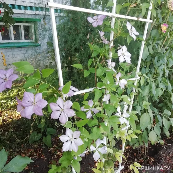 превью изображения отзыва