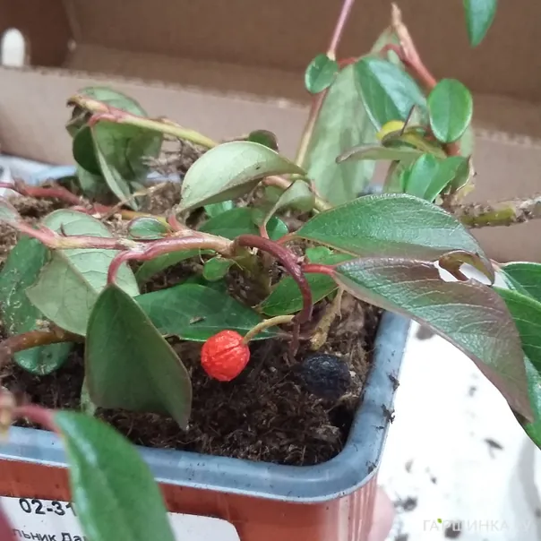 превью изображения отзыва