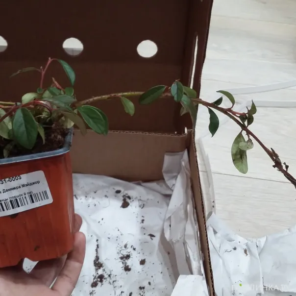 превью изображения отзыва