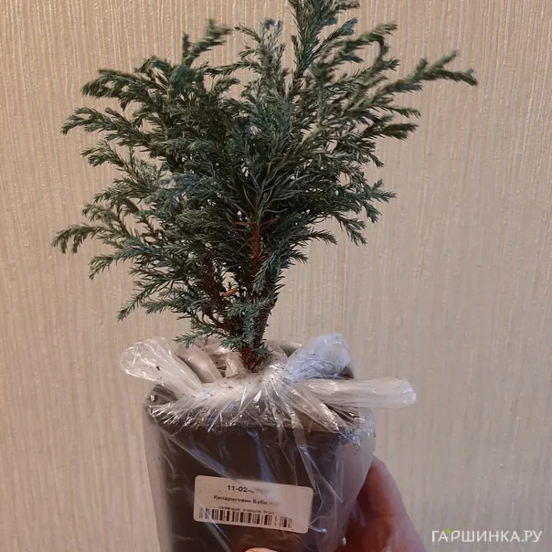 превью изображения отзыва