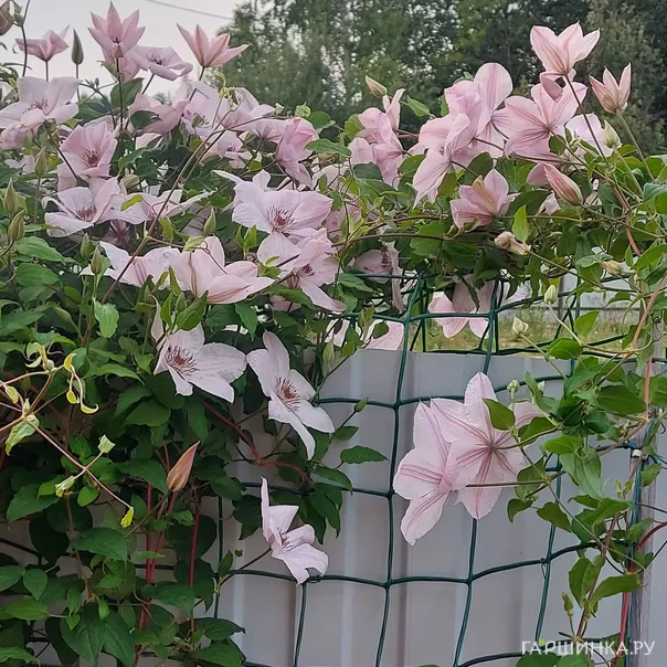 превью изображения отзыва