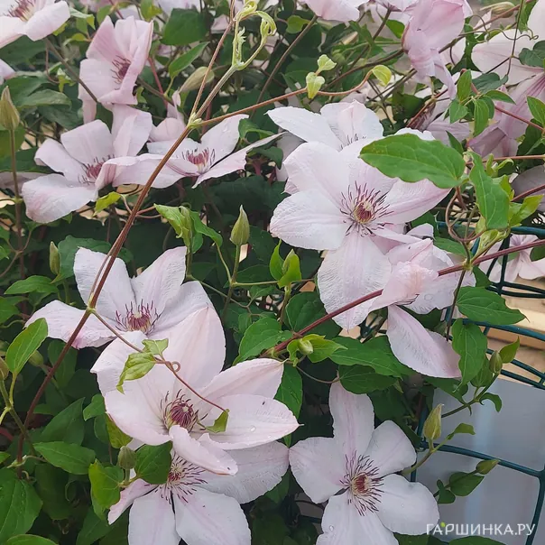 превью изображения отзыва