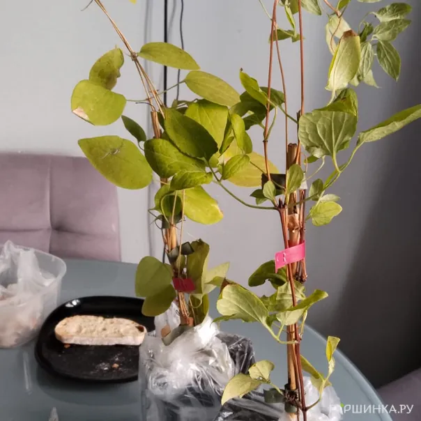 превью изображения отзыва