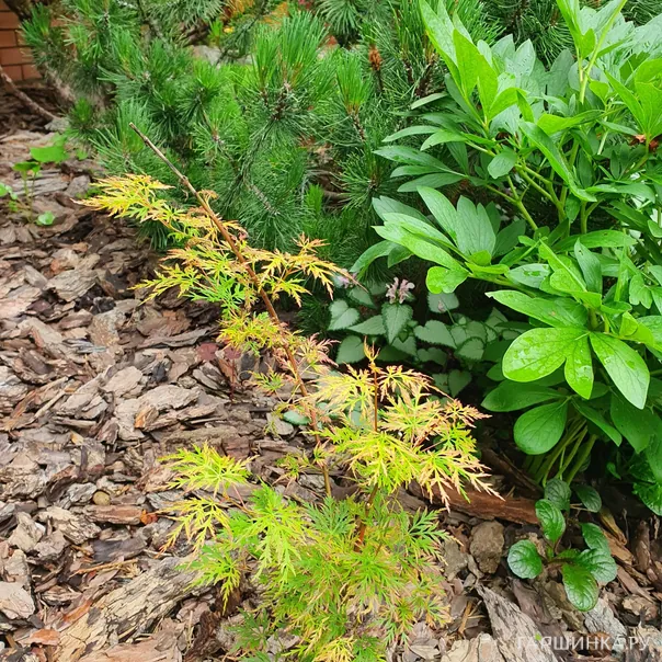 превью изображения отзыва