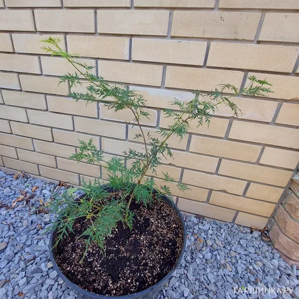 превью изображения отзыва