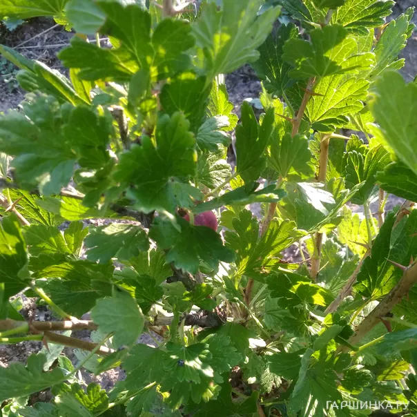 превью изображения отзыва