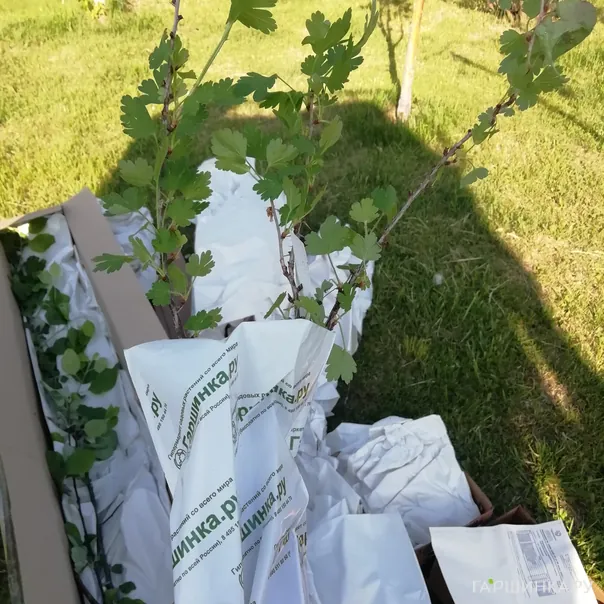 превью изображения отзыва