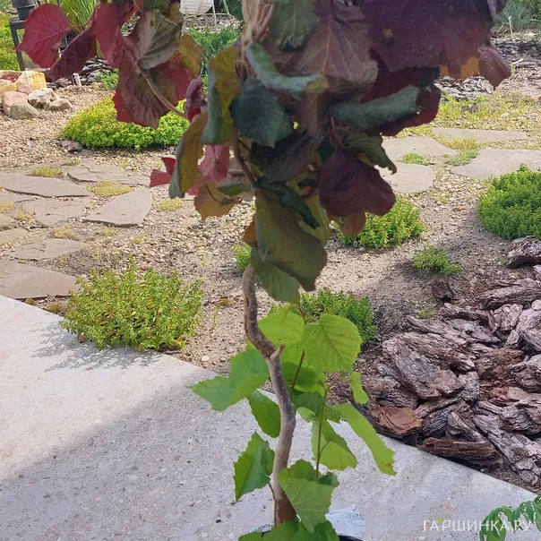 превью изображения отзыва