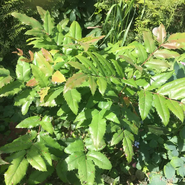 превью изображения отзыва